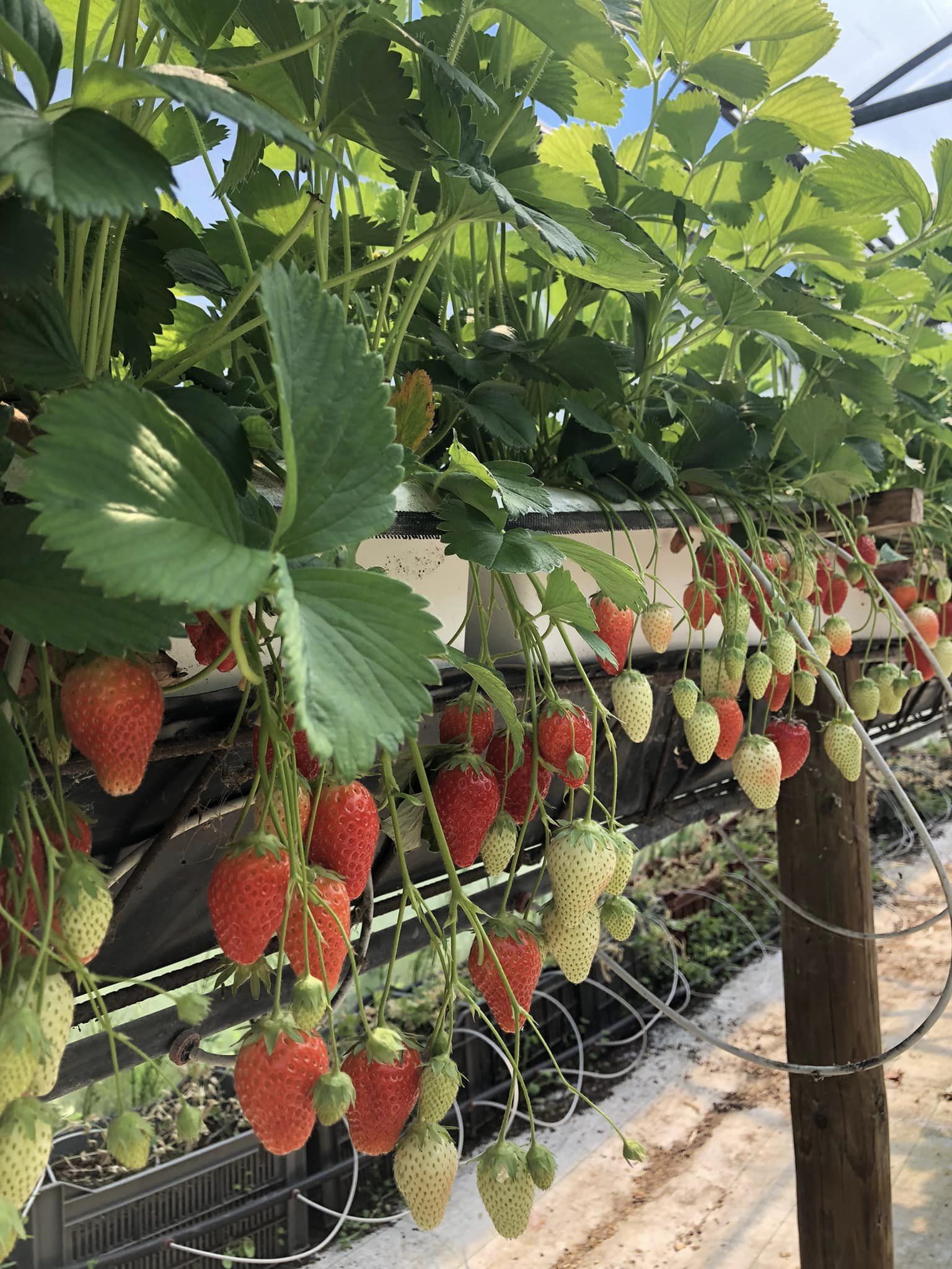 Cueillette de fruits et légumes de saison